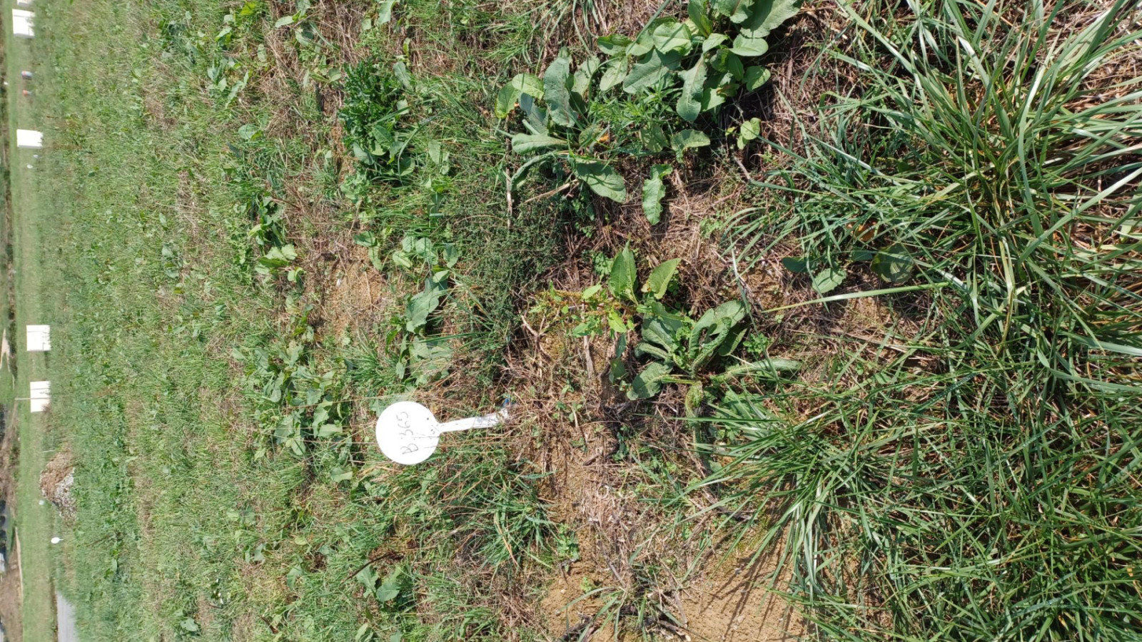 Terrain constructible de 339m2 à Saint-Aubin-des-Landes