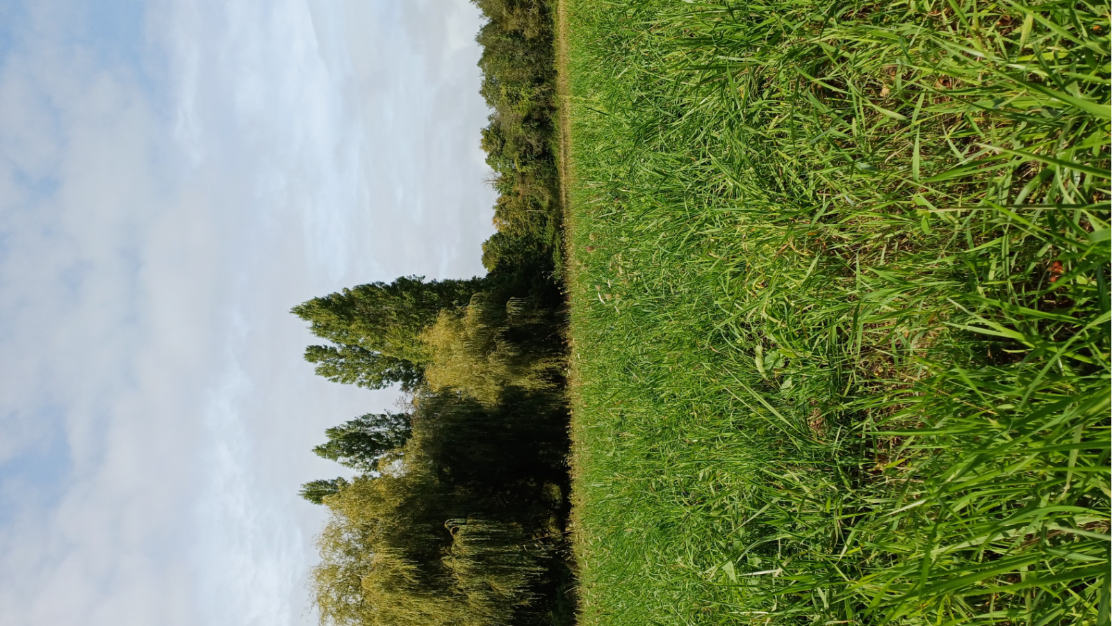 Terrain constructible de 980m2 à Plessé