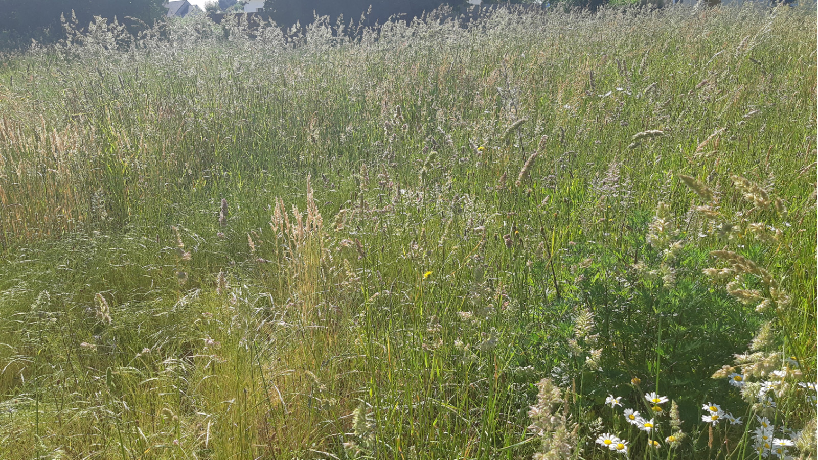 Terrain constructible de 3000m2 à Crossac