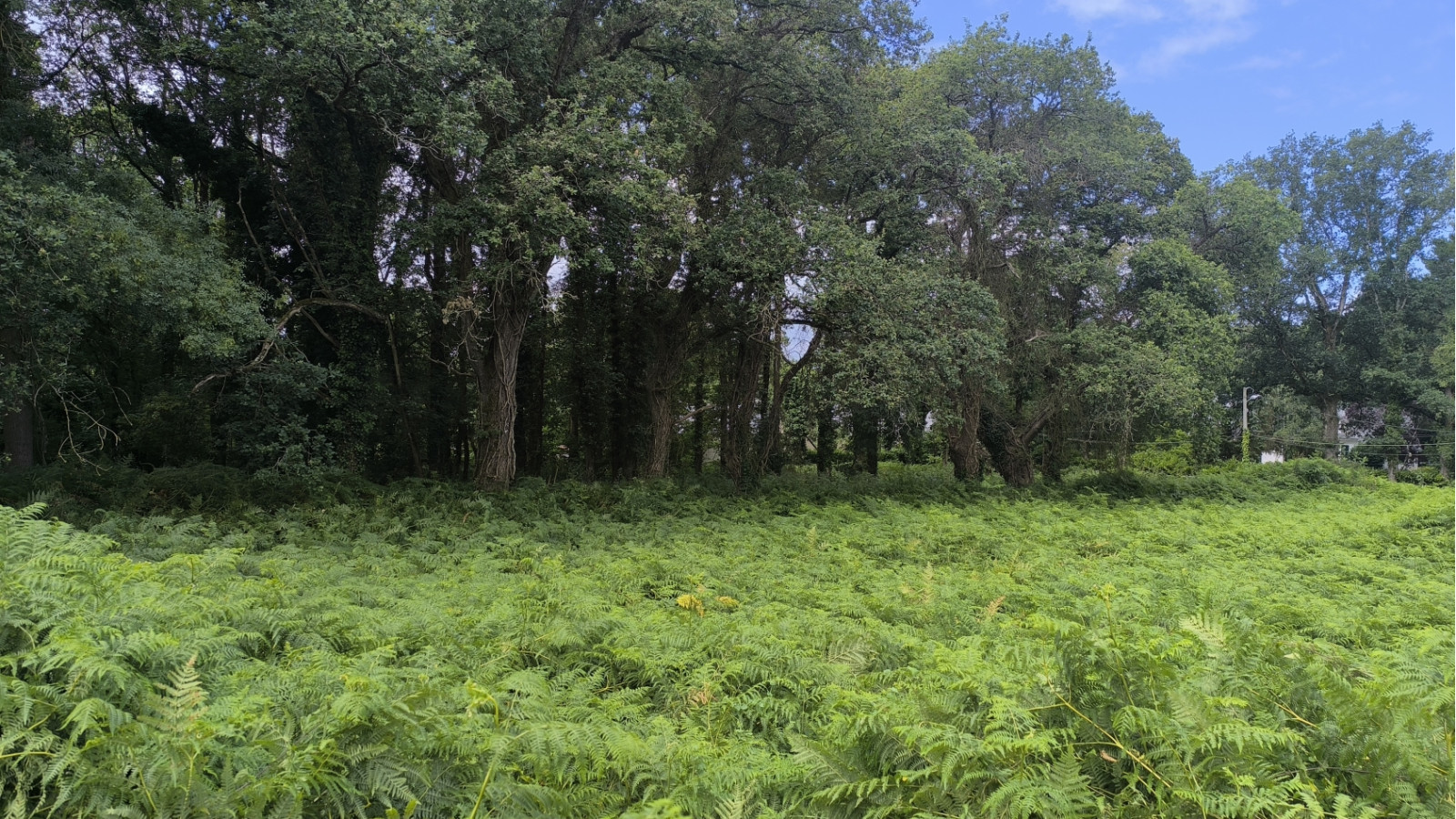 Terrain constructible de 990m2 à Pontchâteau