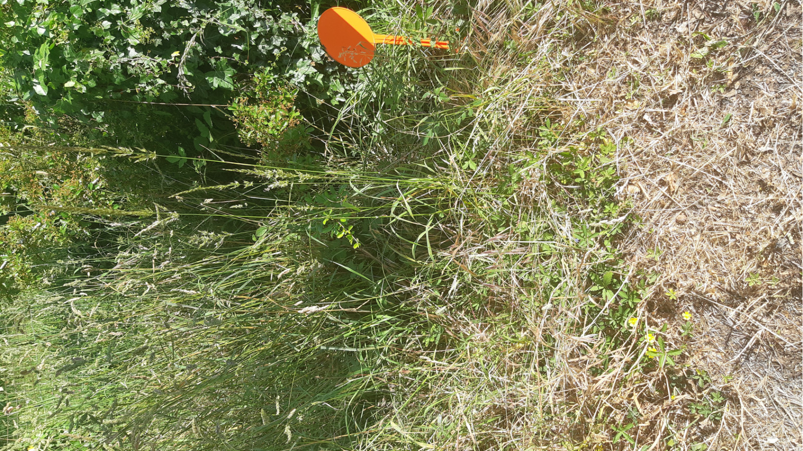 Terrain constructible de 1230m2 à La Chapelle-des-Marais