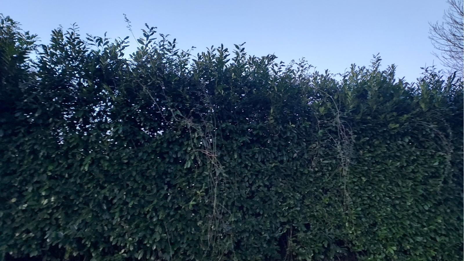 Terrain constructible de 300m2 à La Turballe