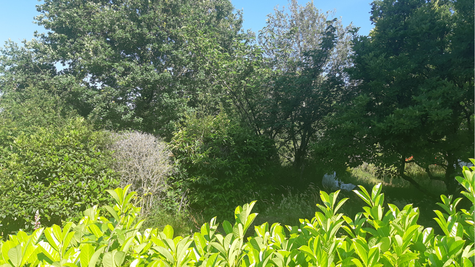 Terrain constructible de 435m2 à Missillac