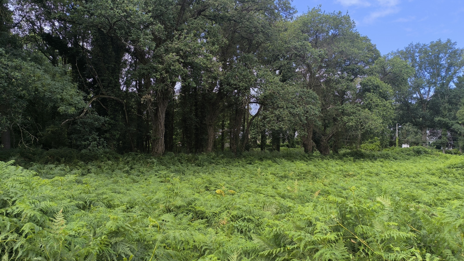 Terrain constructible de 1200m2 à Sainte-Anne-sur-Brivet