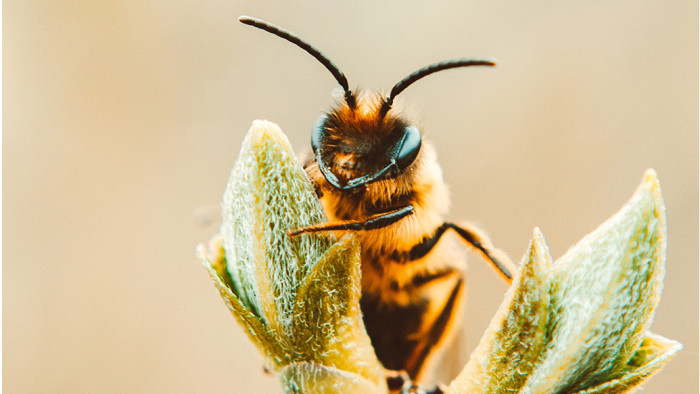 Des maisons et des jardins durables